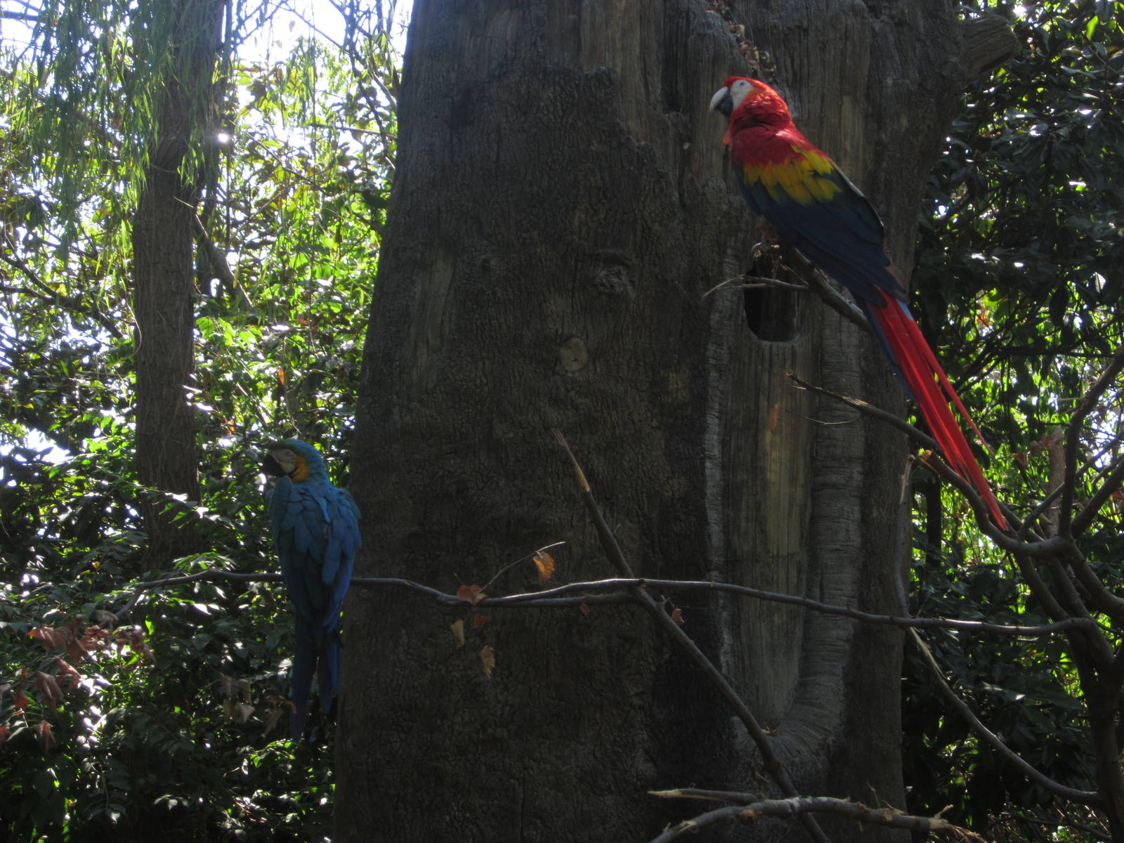 Aug. 2012-Blue-and-Gold + Scarlet Macaws