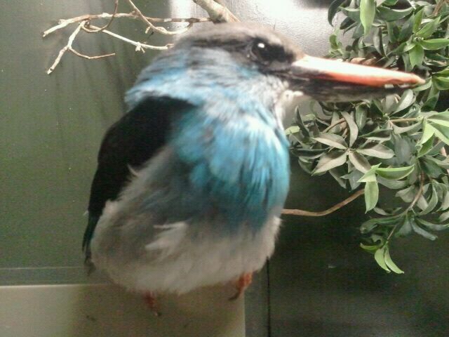 Aug. 2012-Blue-breasted Kingfisher