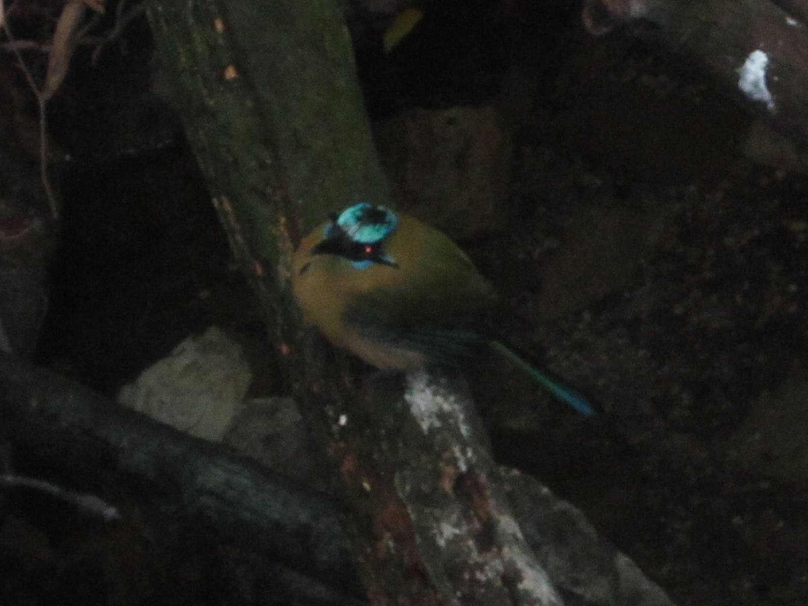 Aug. 2012-Blue-crowned Mot-Mot