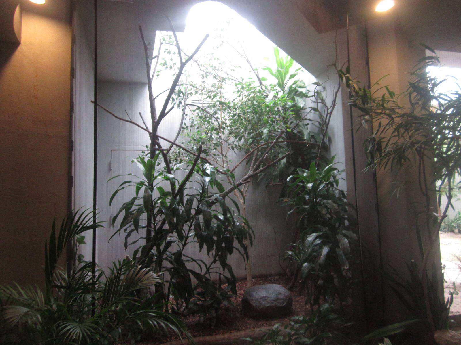 Aug. 2012-Blue-naped Mousebird/Wattled Starling exhibit