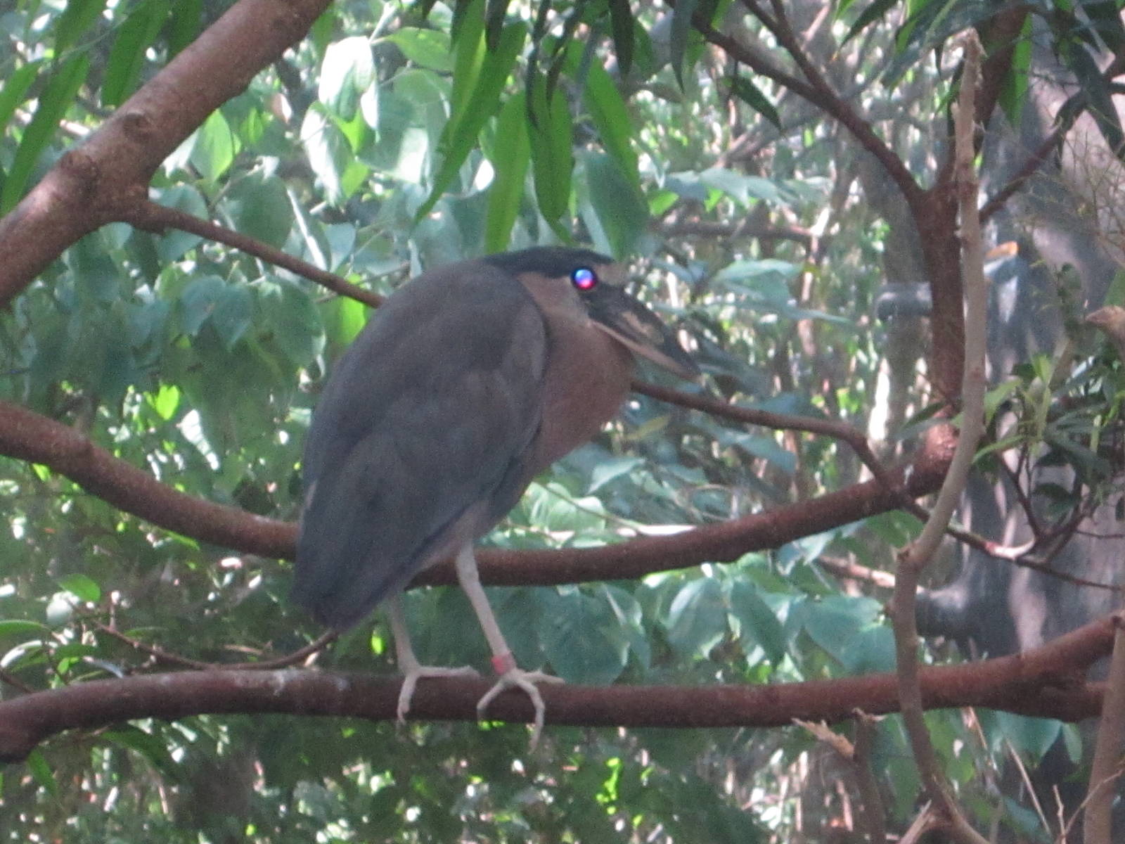 Aug. 2012-Boat-billed Heron