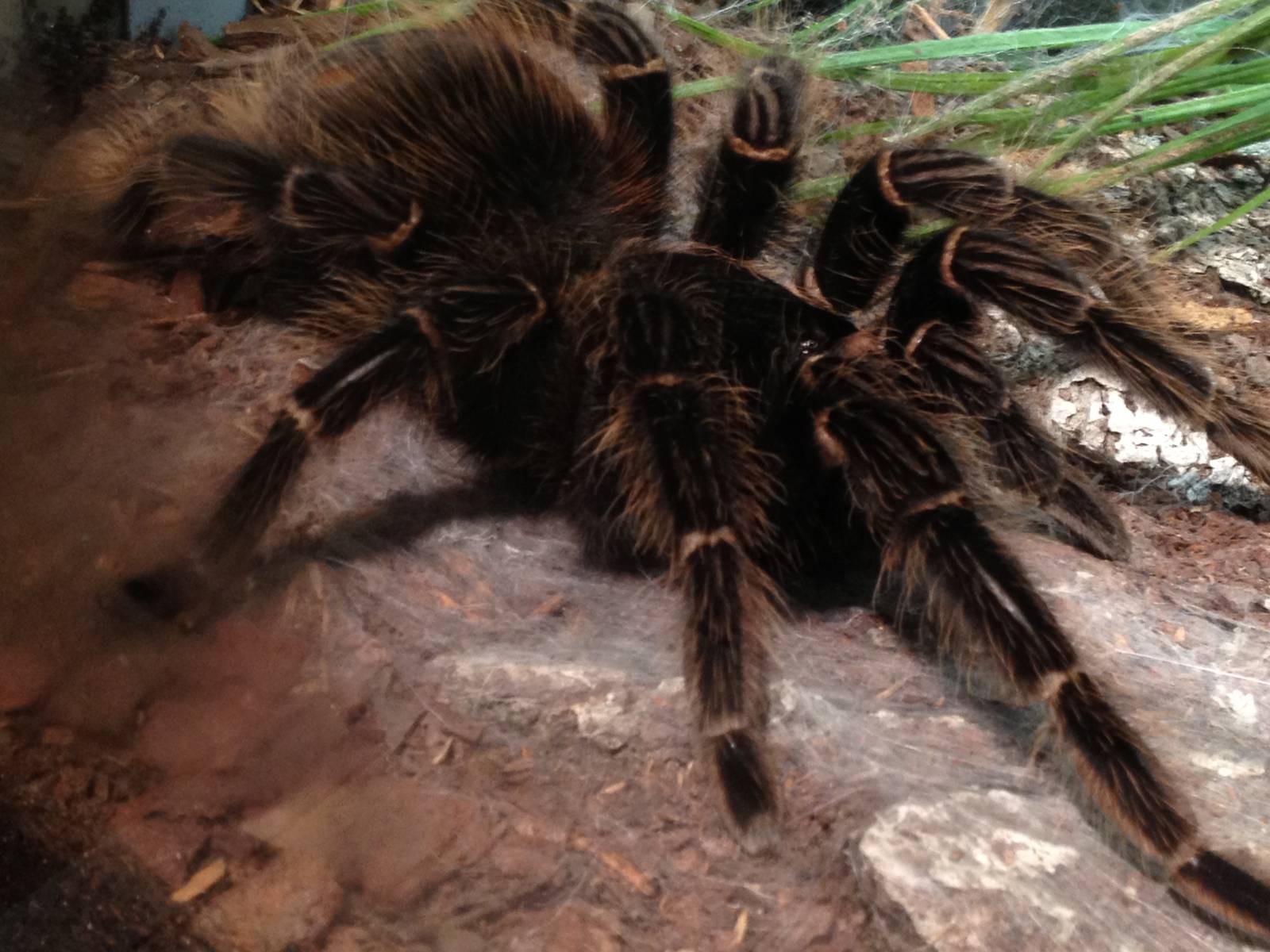 Aug. 2012-Brazilian Salmon-pink Tarantula
