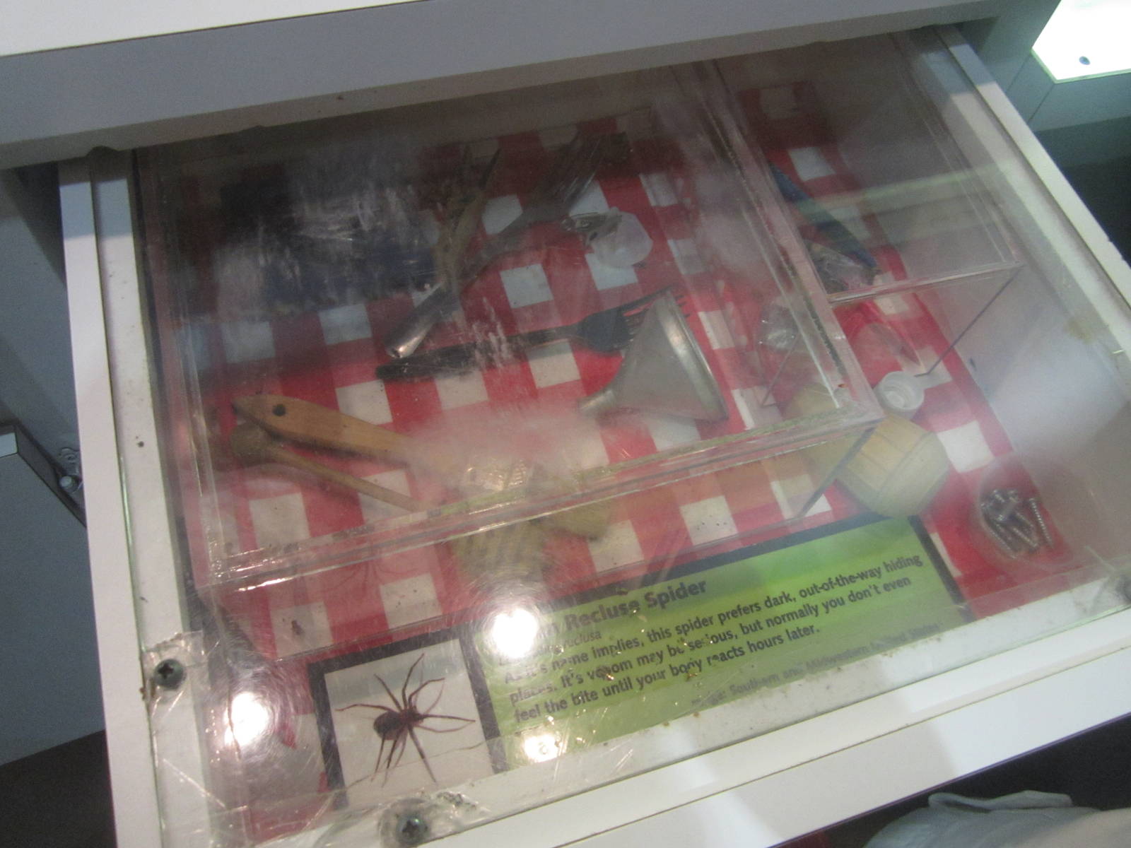 Aug. 2012-Brown Recluse Spider exhibit