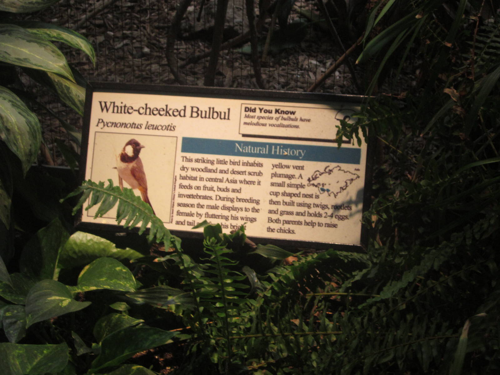 Aug. 2012-Bulbul sign