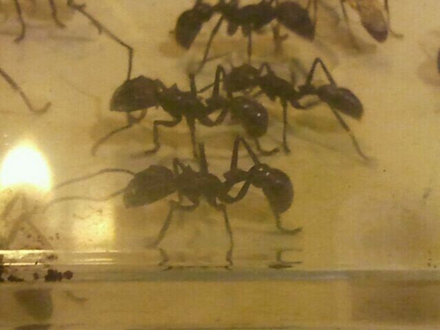 Aug. 2012-Bullet Ants