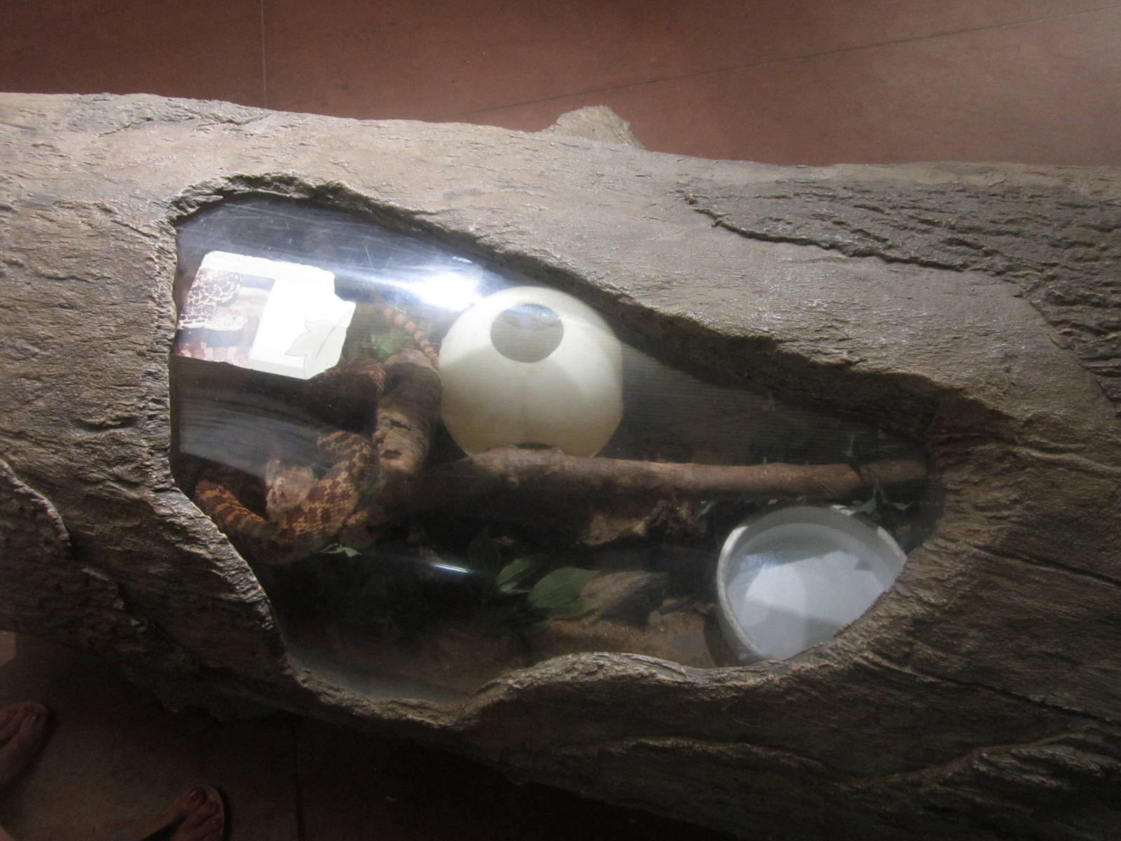 Aug. 2012-Bullsnake exhibit