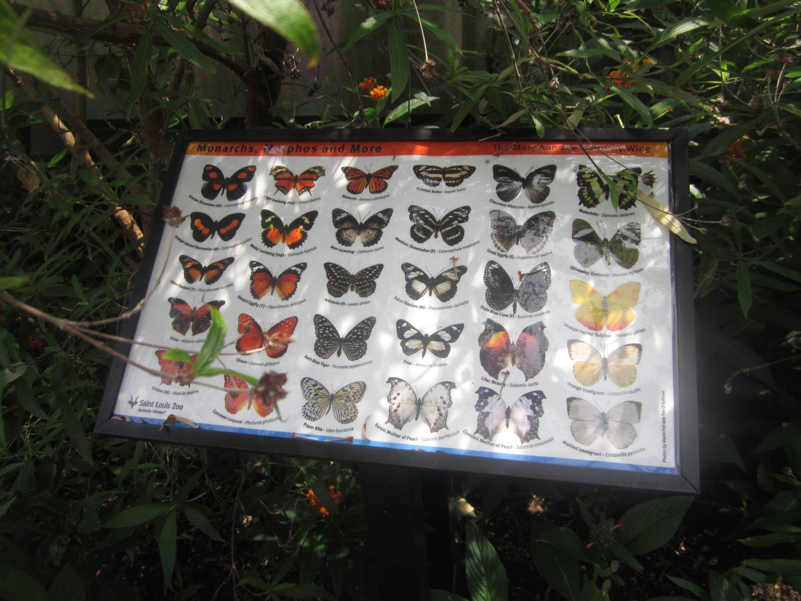 Aug. 2012-Butterfly Identification Sign