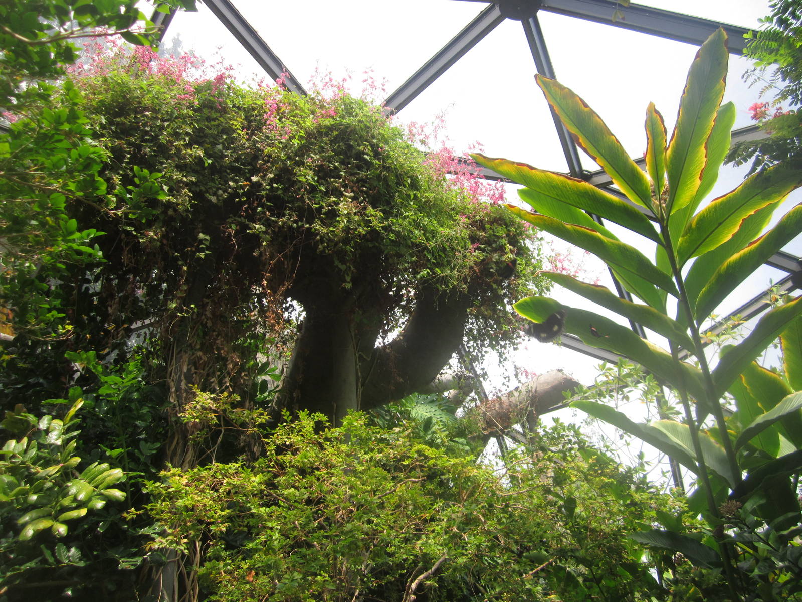 Aug. 2012-Butterfly Wing