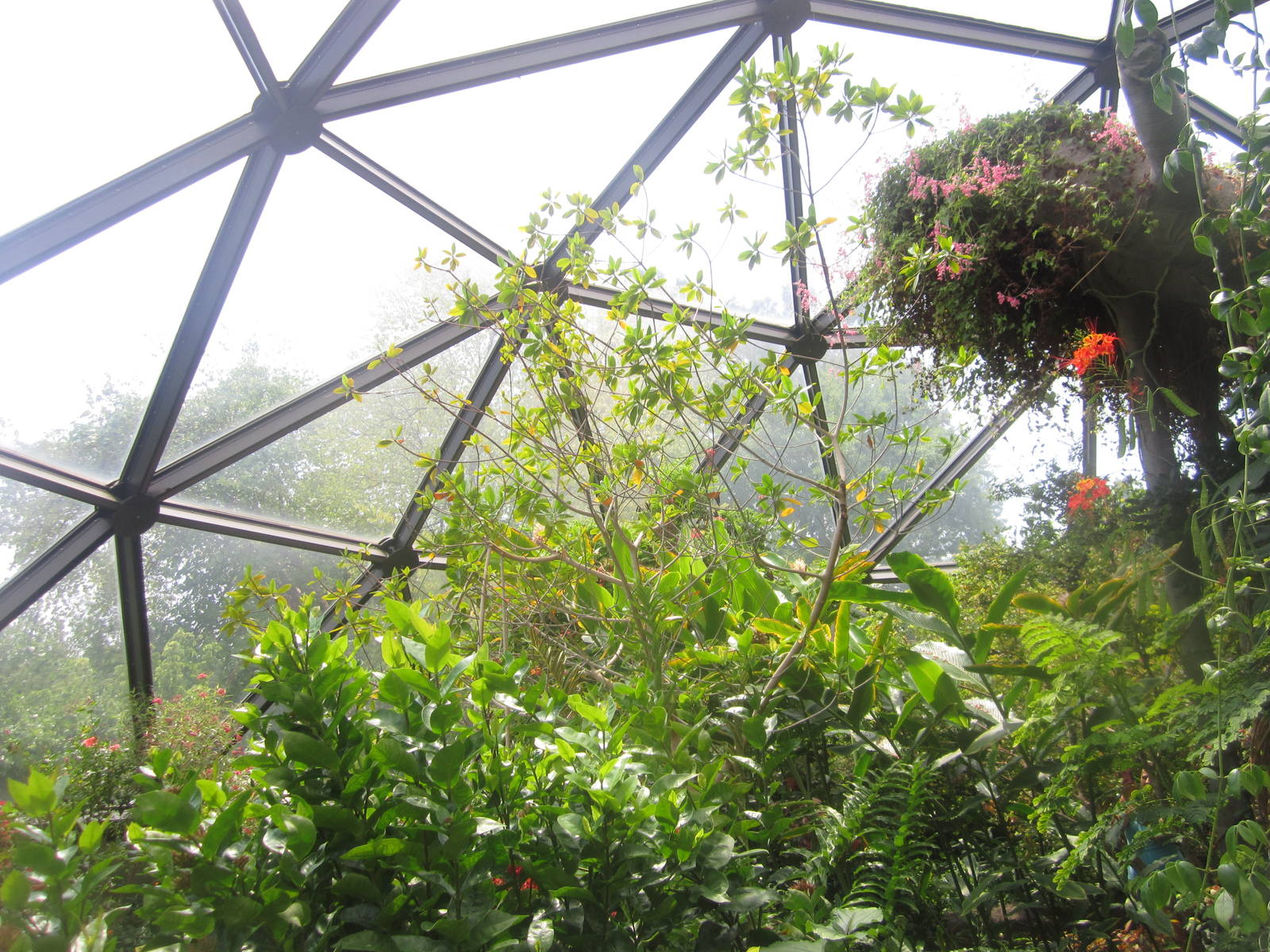 Aug. 2012-Butterfly Wing