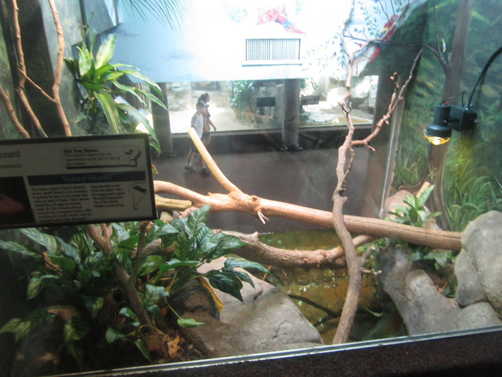 Aug. 2012-Caiman Lizard exhibit