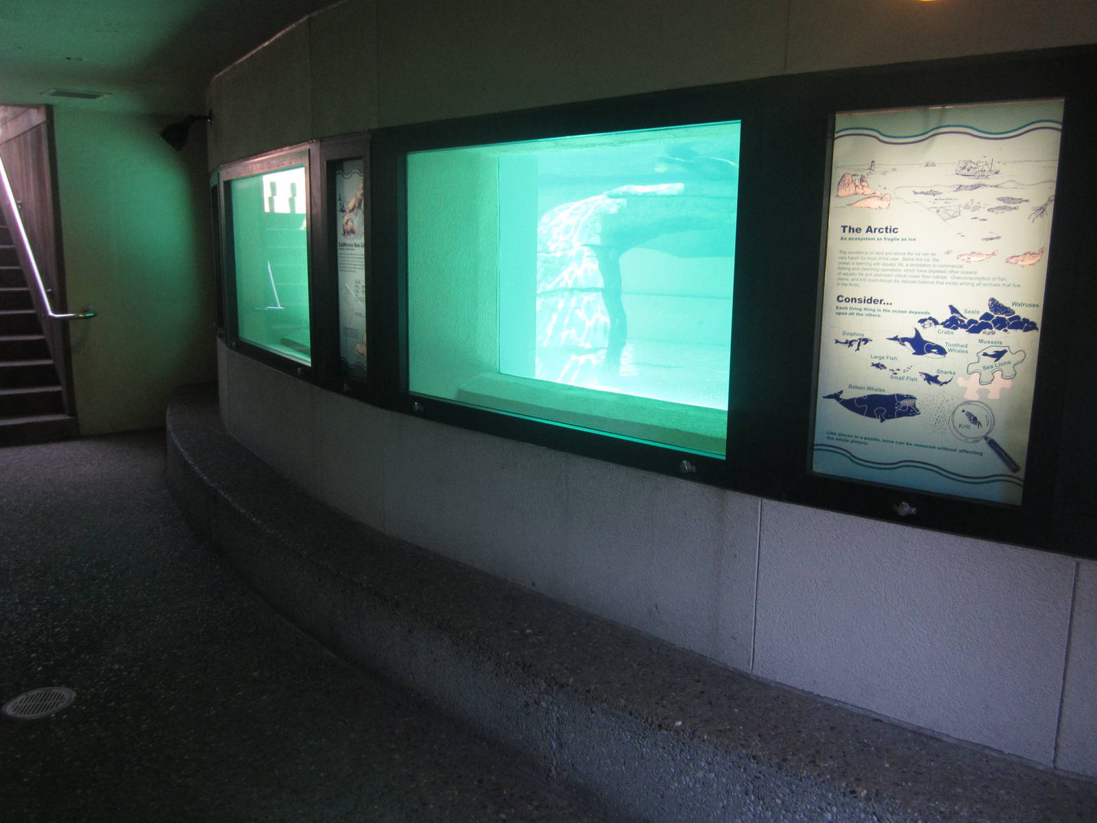 Aug. 2012-California Sea Lion underwater viewing