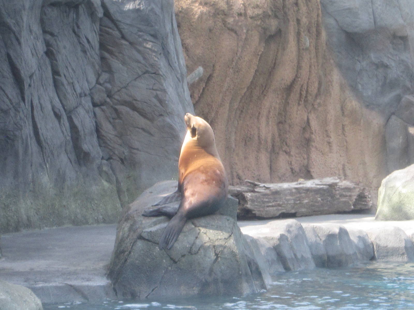 Aug. 2012-California Sea Lion