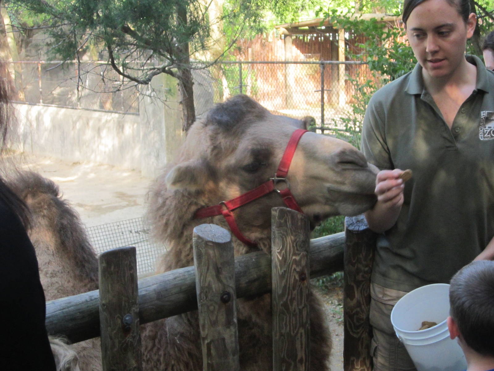 Aug. 2012-Camel Encounter