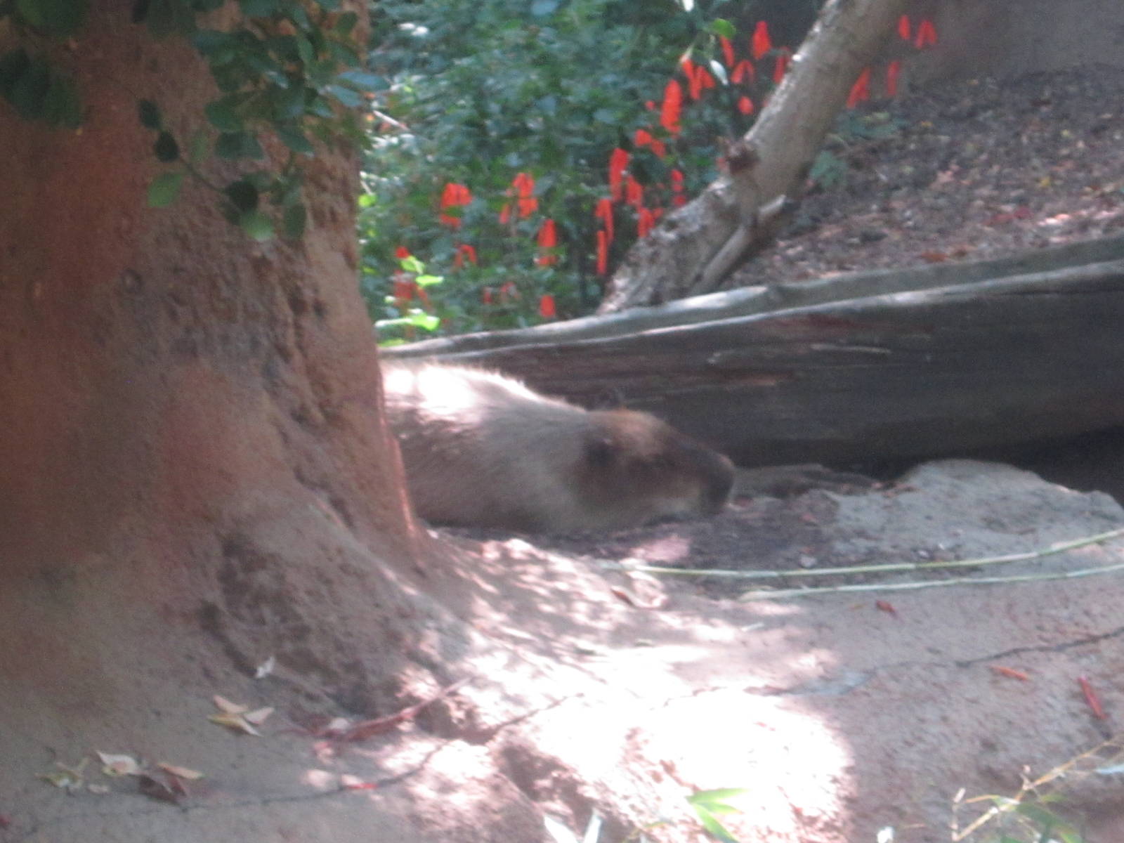 Aug. 2012-Capybara