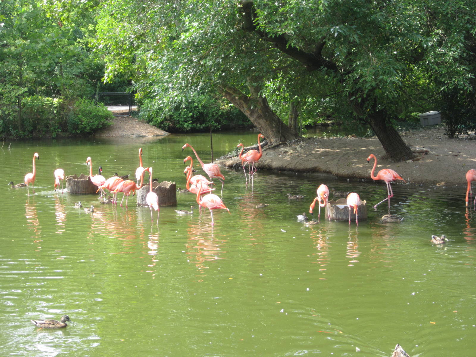 Aug. 2012-Caribbean Flamingos