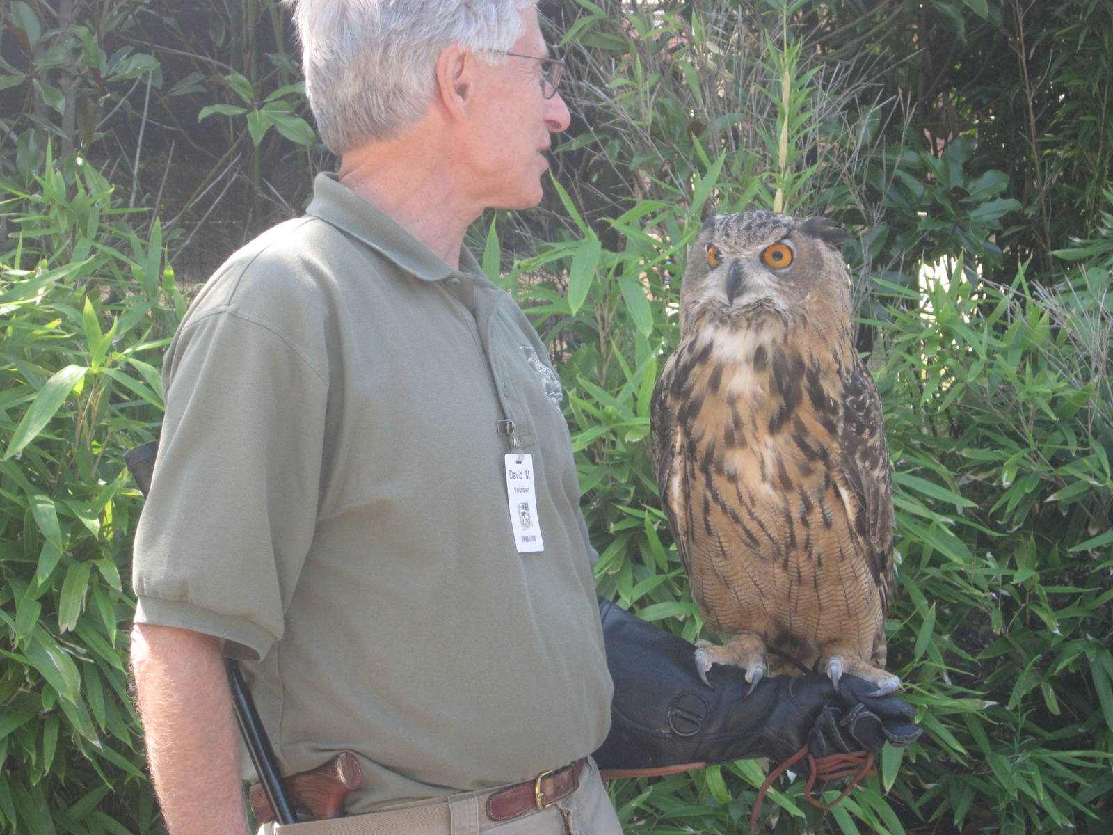 Aug. 2012-Caspian, a Eurasian Eagle Owl
