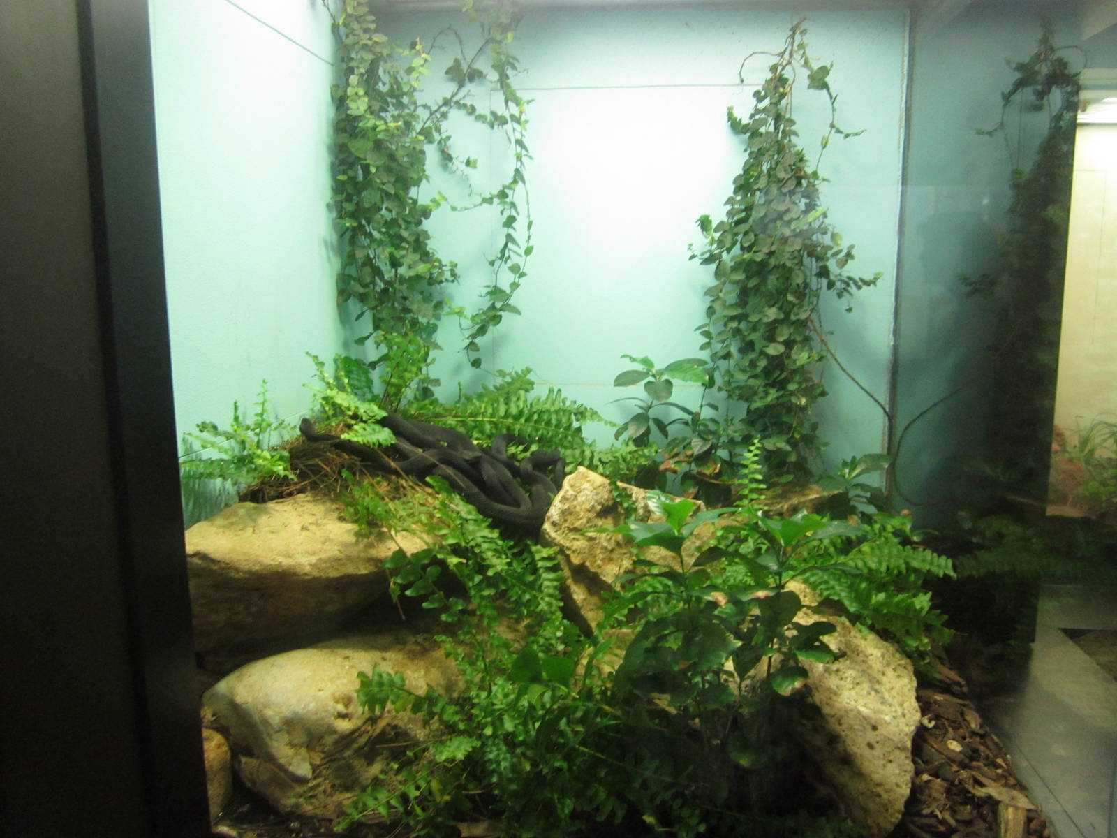 Aug. 2012-Caucasus viper exhibit