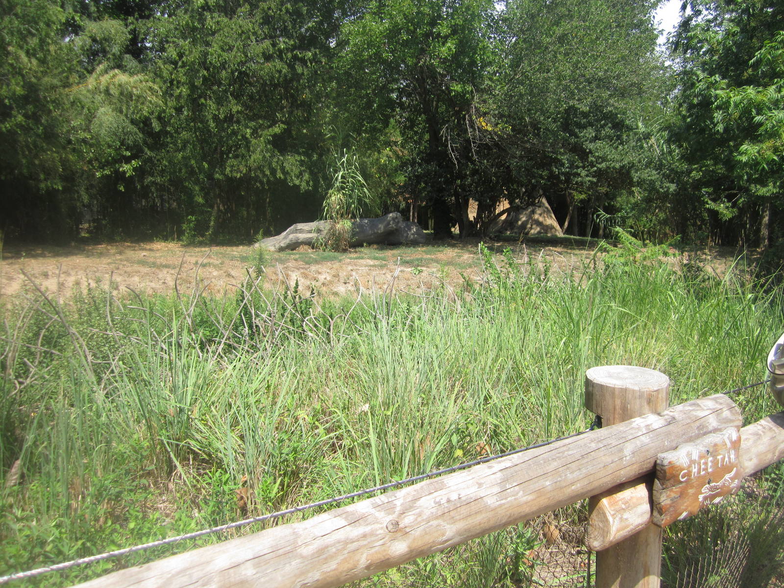 Aug. 2012-Cheetah exhibit