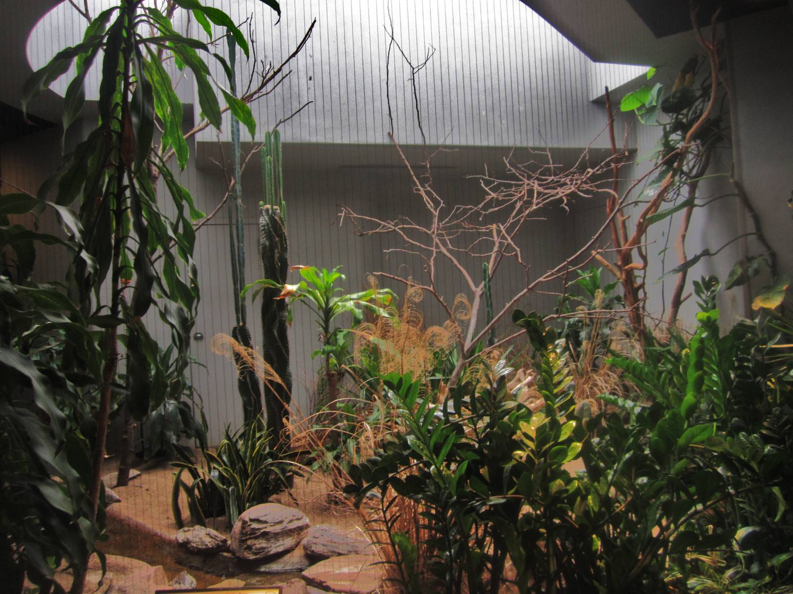 Aug. 2012-Chestnut-bellied Sandgrouse