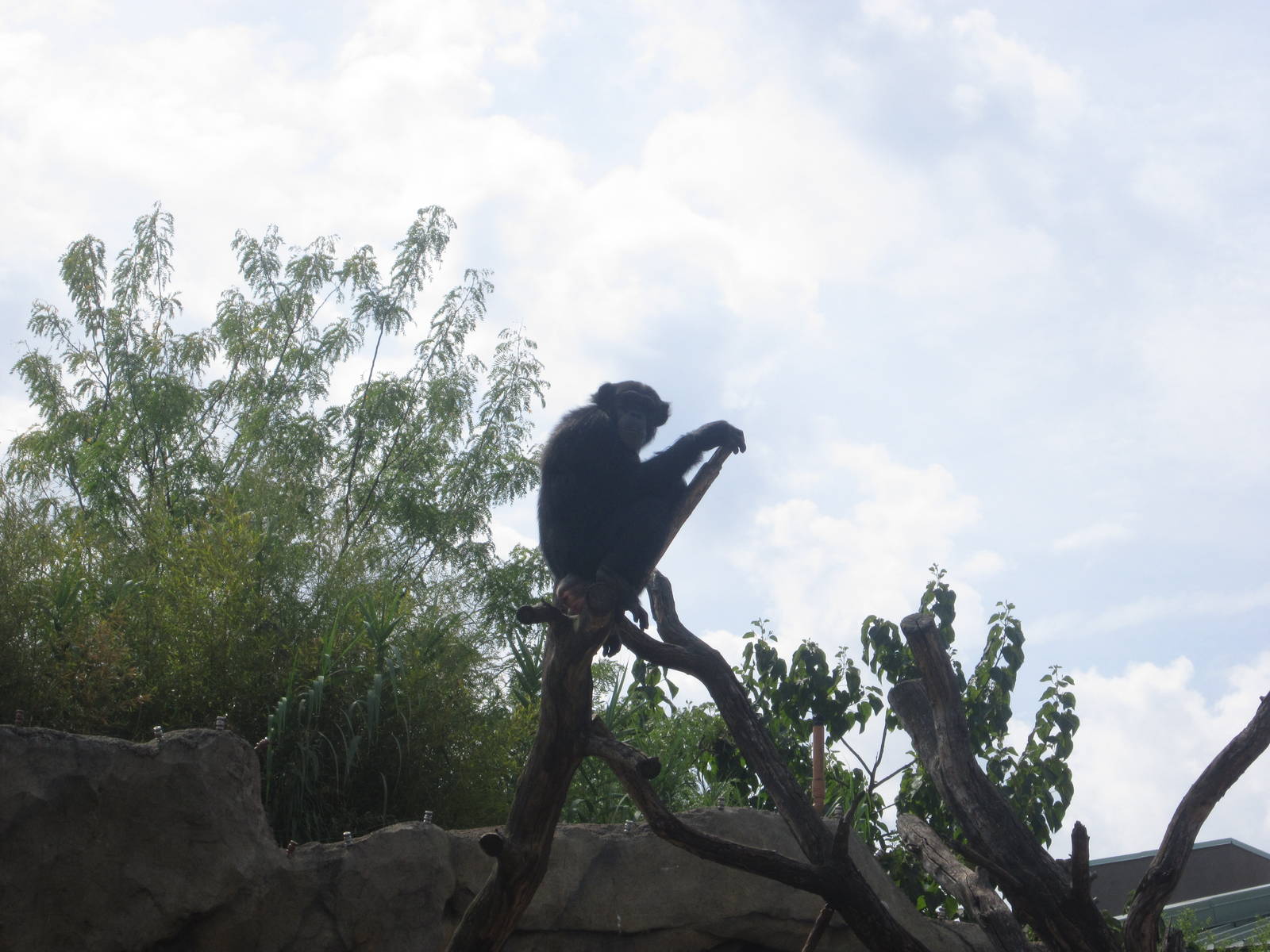 Aug. 2012-Chimpanzee