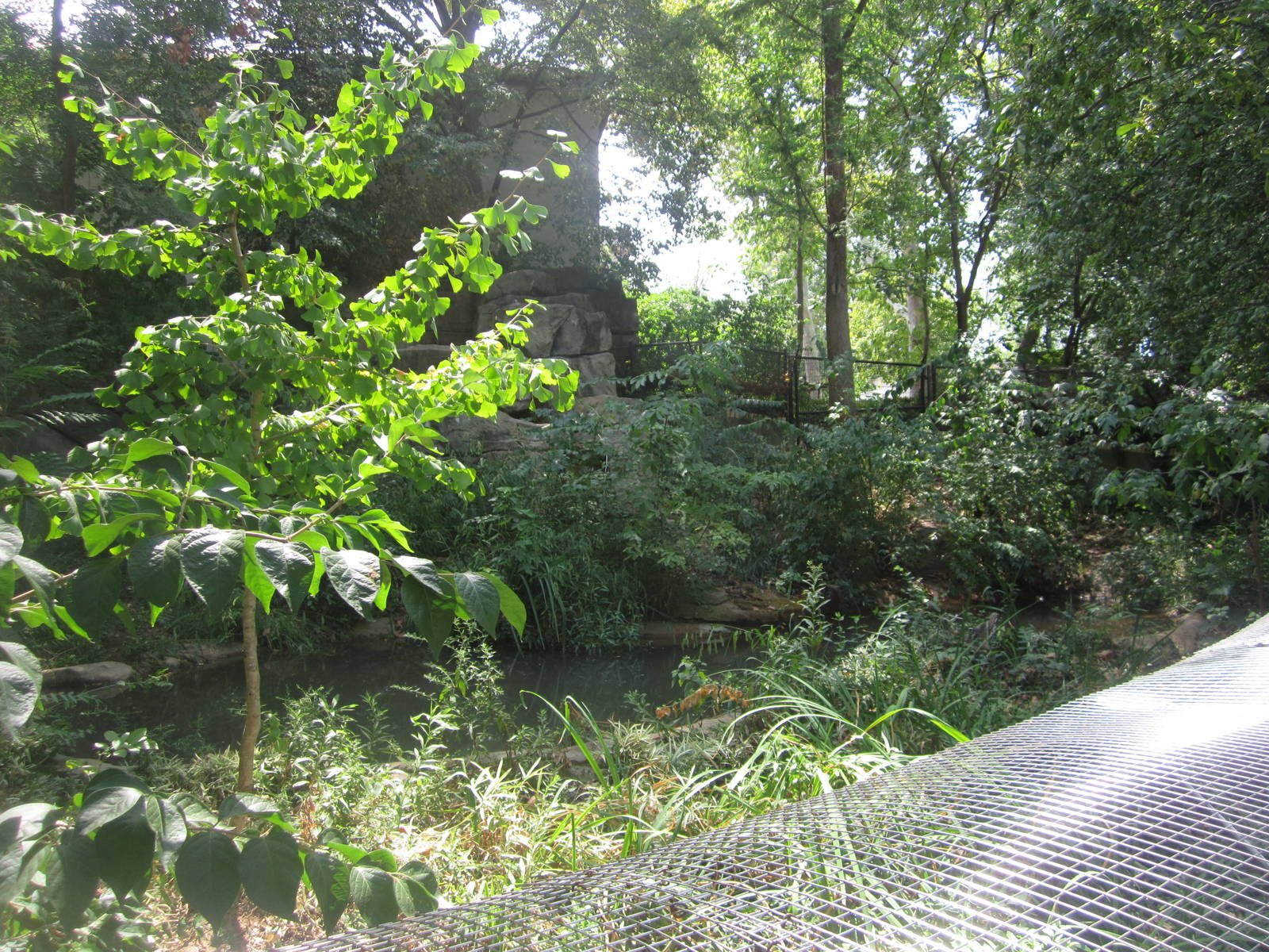 Aug. 2012-Chinese Alligator exhibit