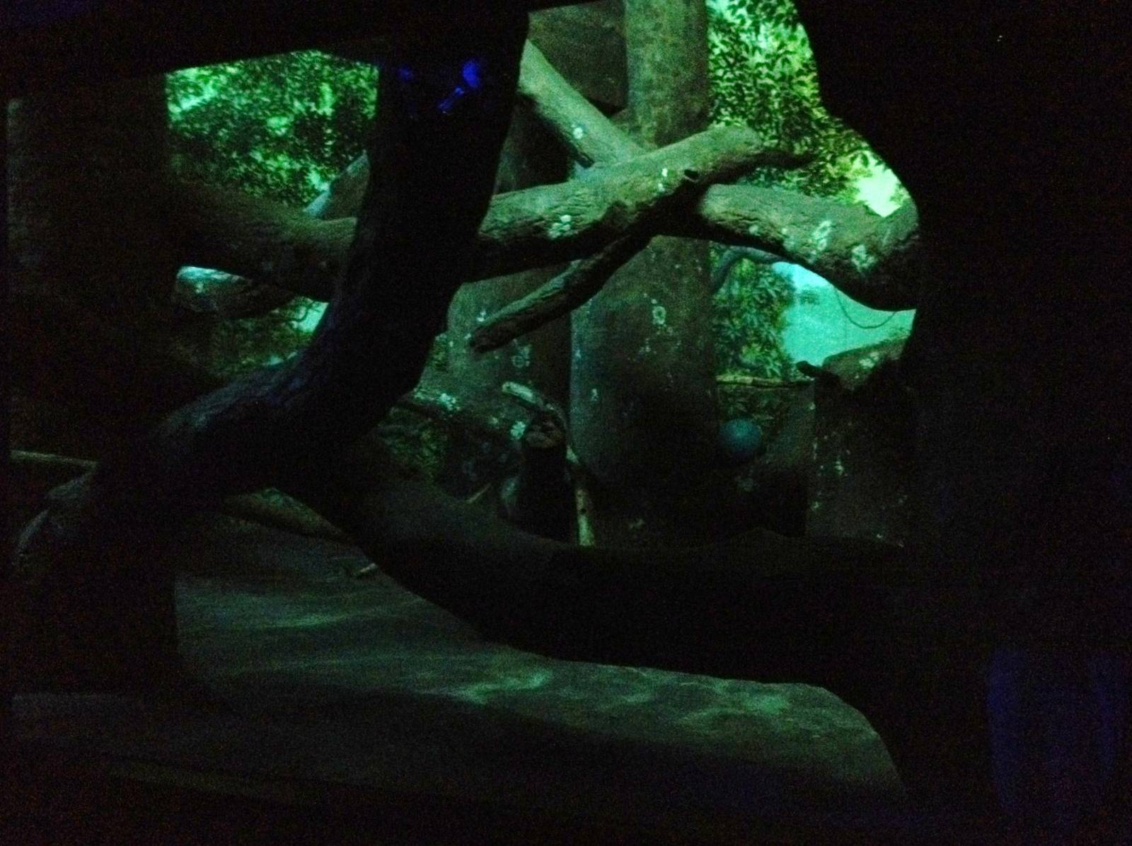 Aug. 2012-Clouded Leopard exhibit