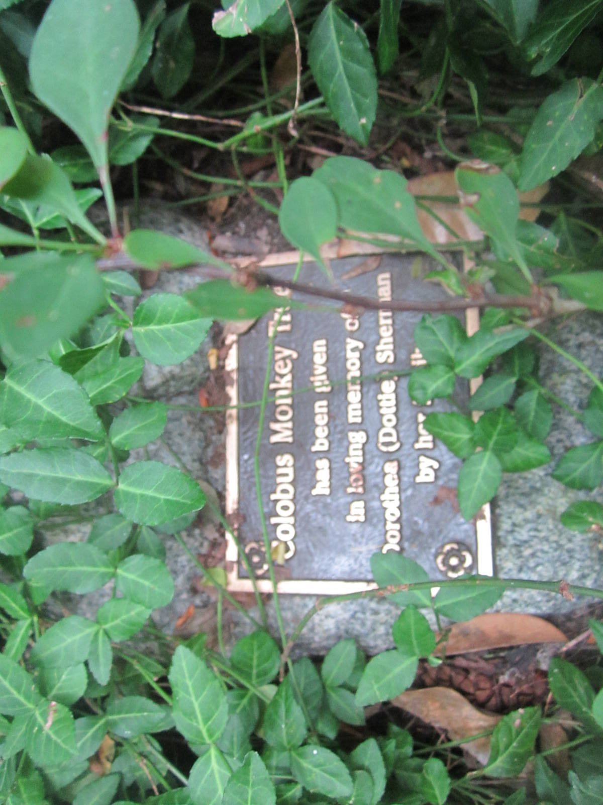 Aug. 2012-Colobus Monkey Tree Donation sign