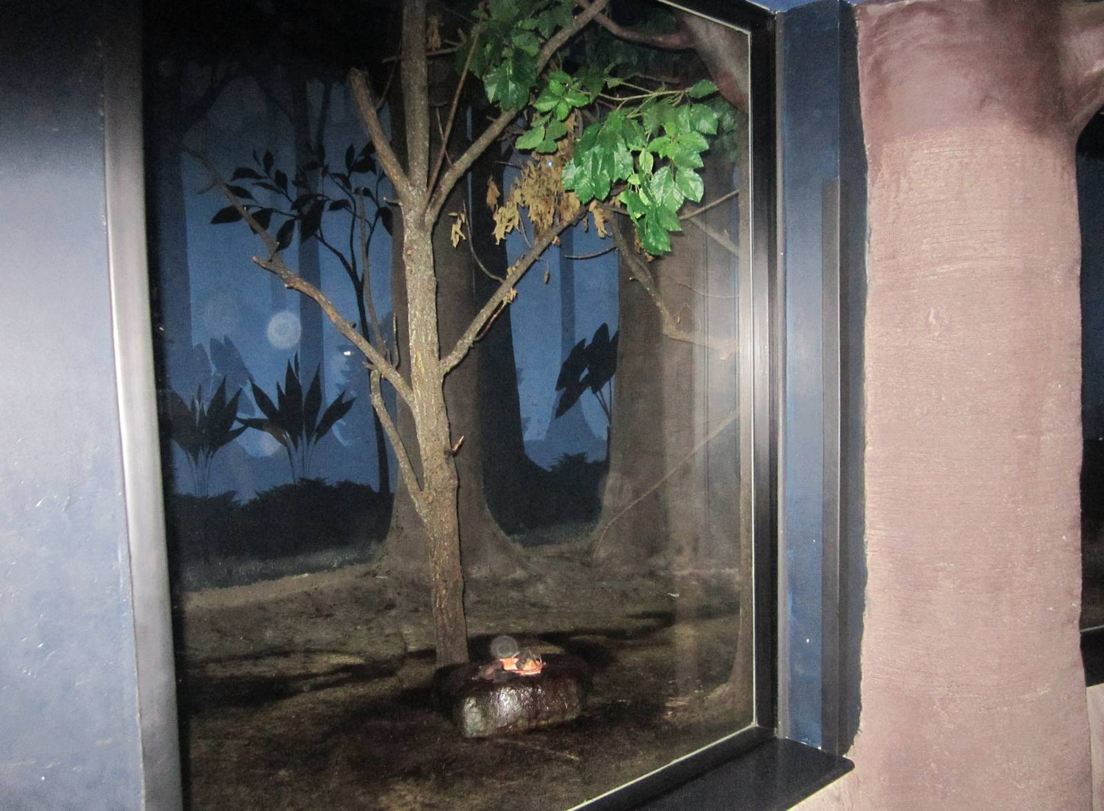 Aug. 2012-Common Vampire Bat/Southern Three-banded Armadillo exhibit