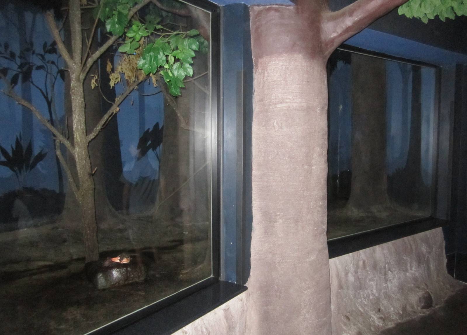 Aug. 2012-Common Vampire Bat/Southern Three-banded Armadillo exhibit