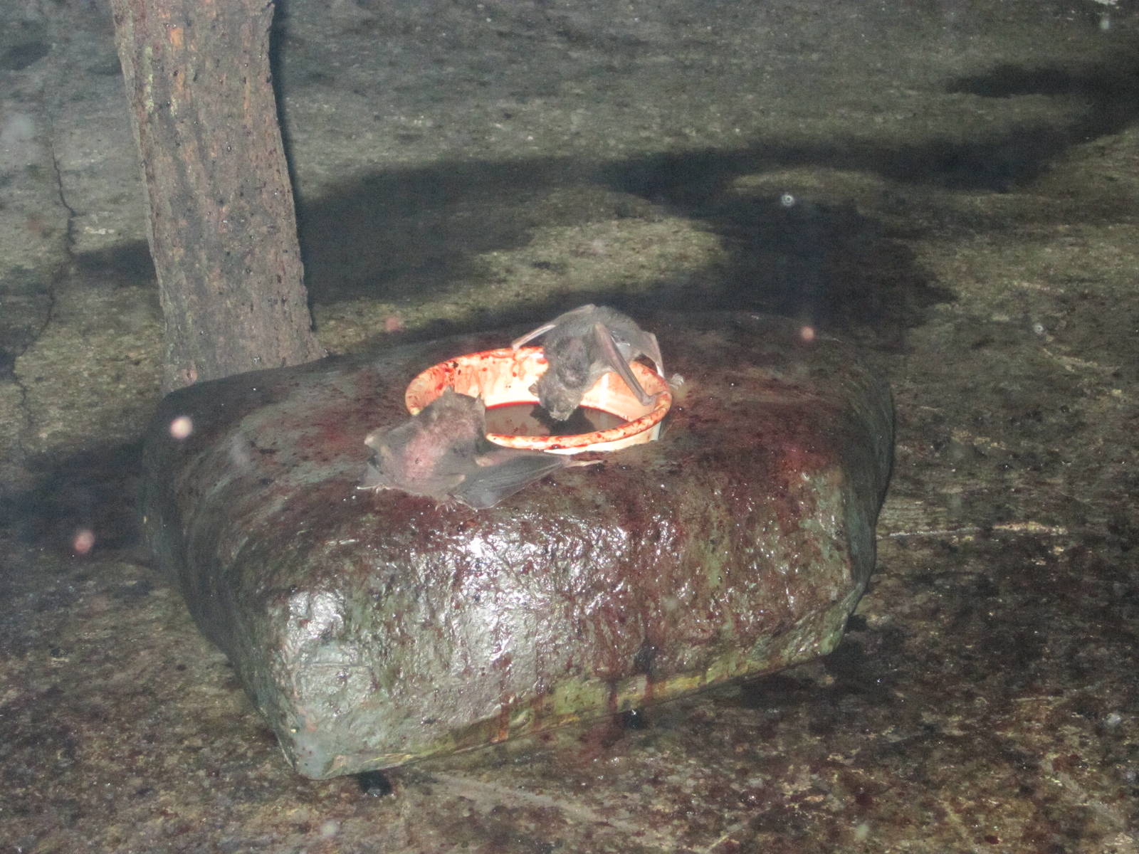 Aug. 2012-Common Vampire Bats