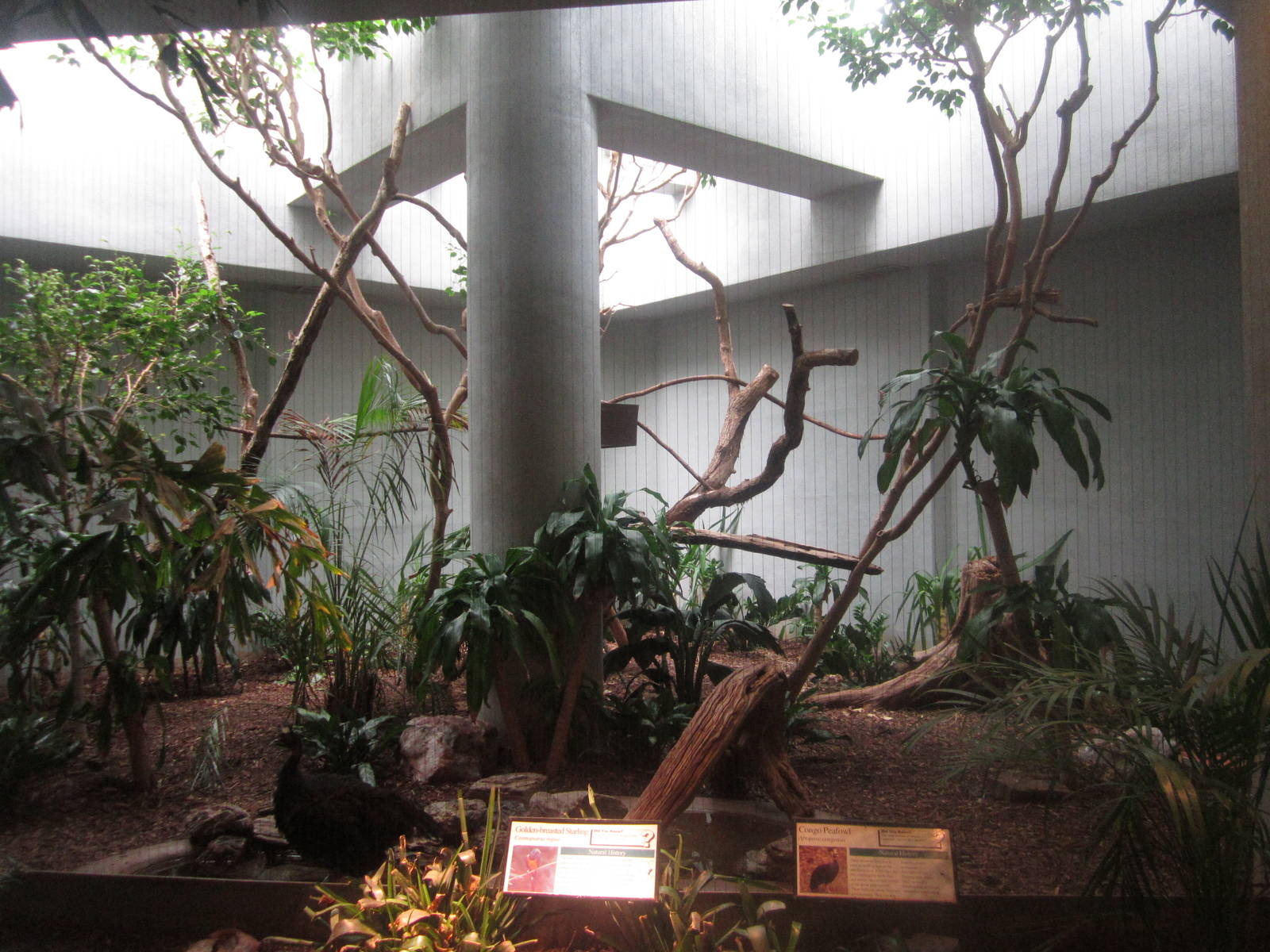 Aug. 2012-Congo Peafowl/Golden-breasted Starling exhibit