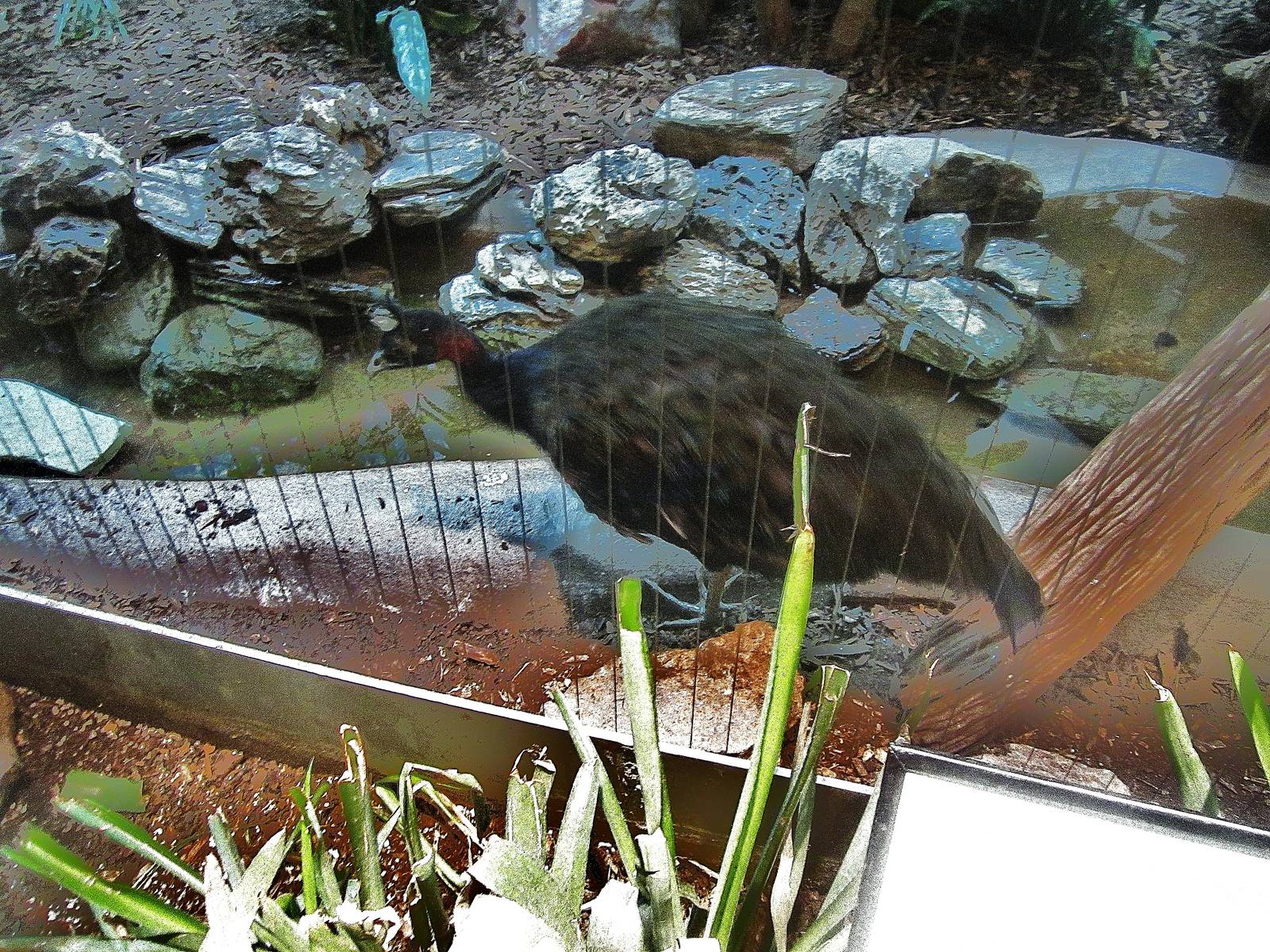 Aug. 2012-Congo Peafowl
