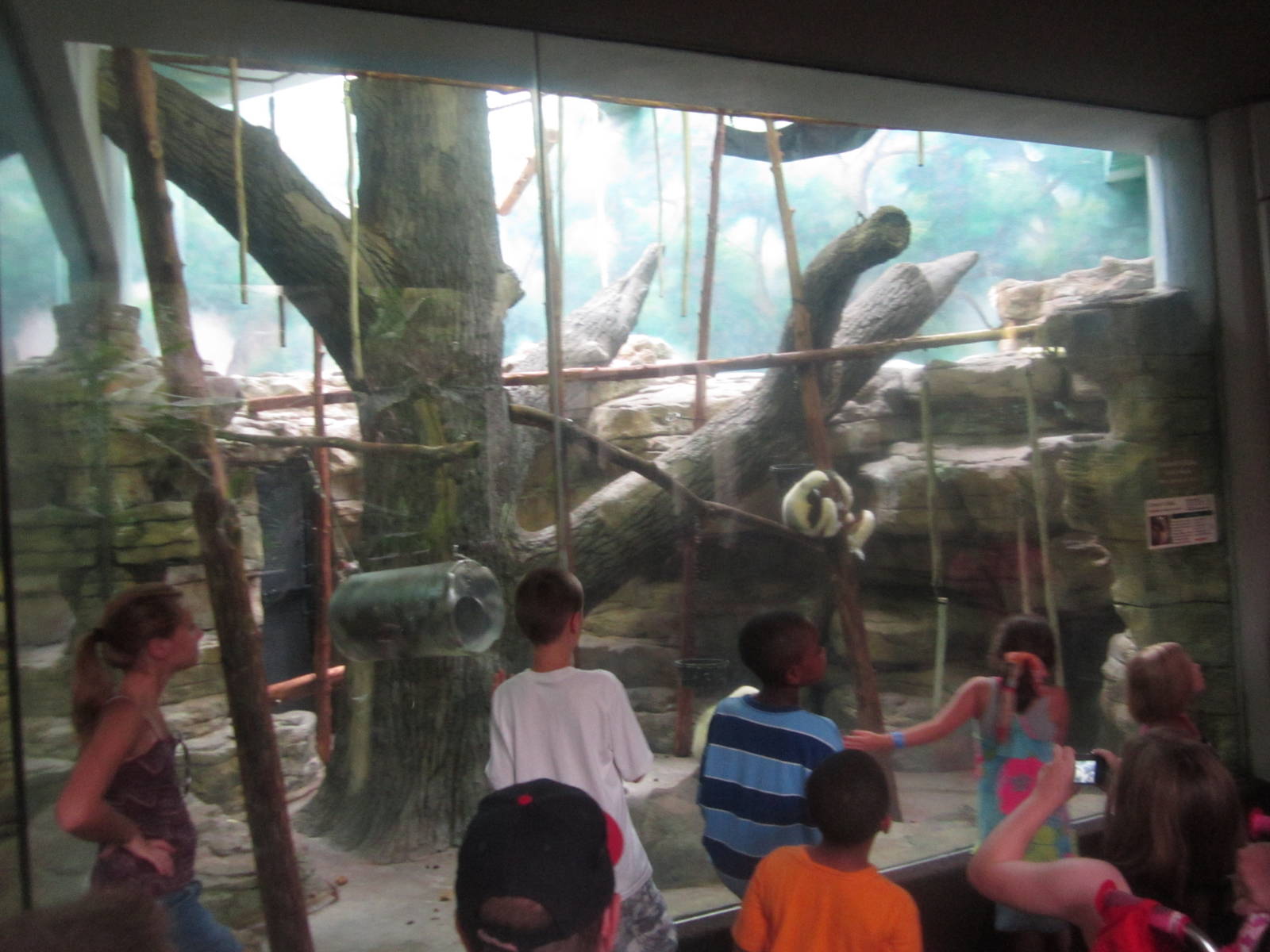 Aug. 2012-Coquerel's Sifaka exhibit