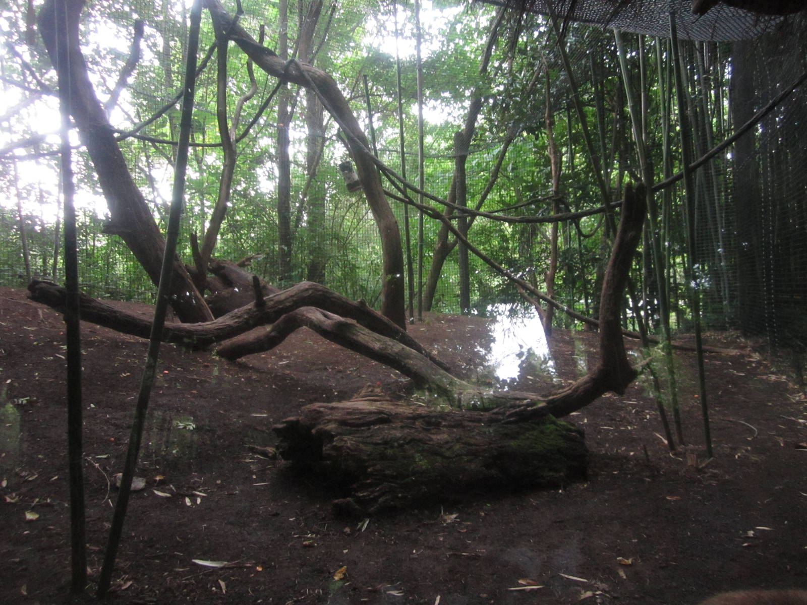 Aug. 2012-Coquerel's Sifaka outdoor exhibit
