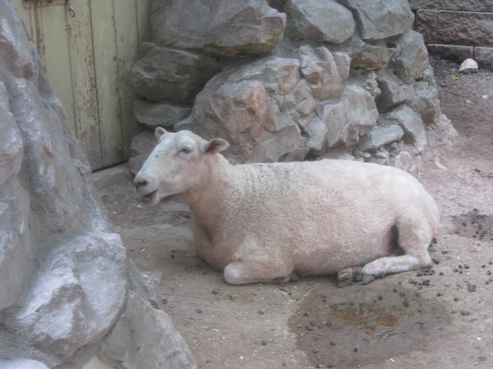 Aug. 2012-Cotswold Sheep