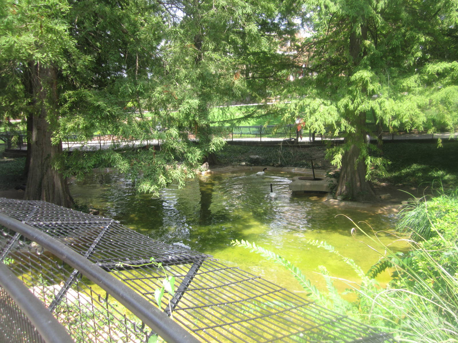 Aug. 2012-Crested Screamer/Black-necked Swan exhibit
