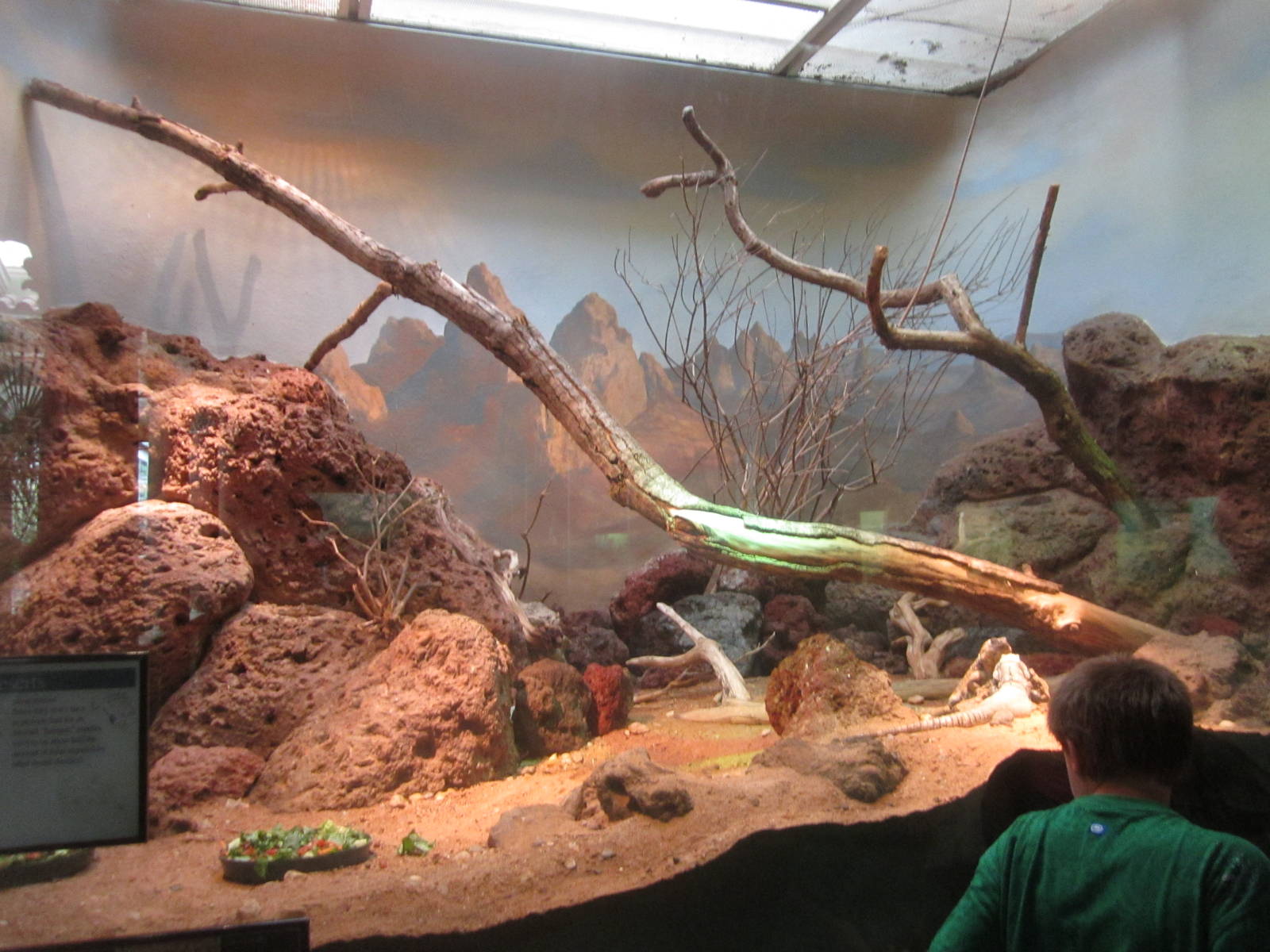 Aug. 2012-Crevice Spiny Lizard/Banded Gila Monster/Western Chuckwalla/San E