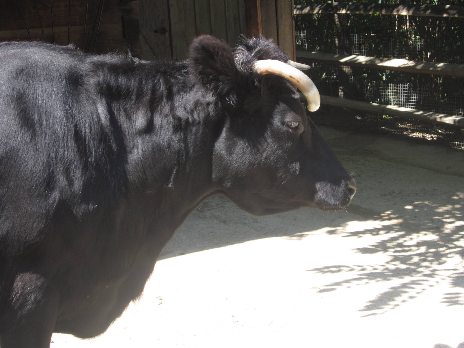 Aug. 2012-Dexter Cattle