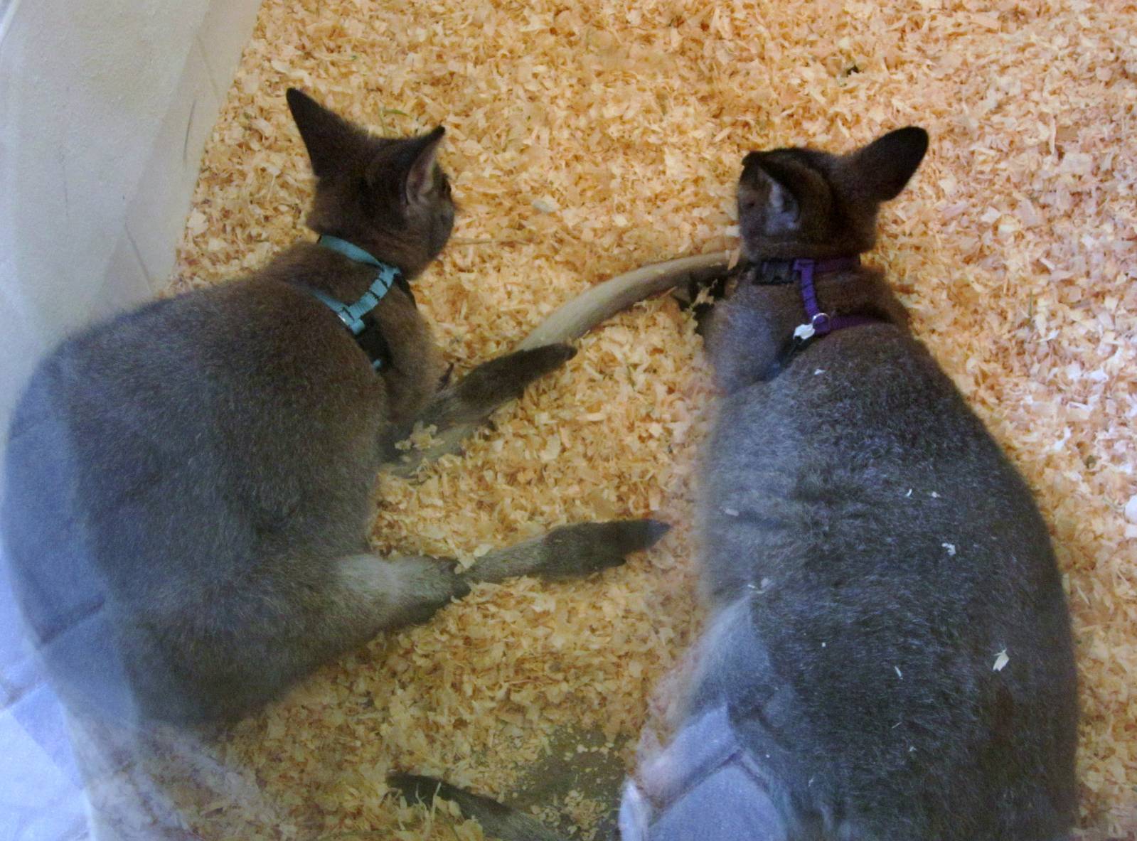 Aug. 2012-Don and Tom, Bennett's Wallabies