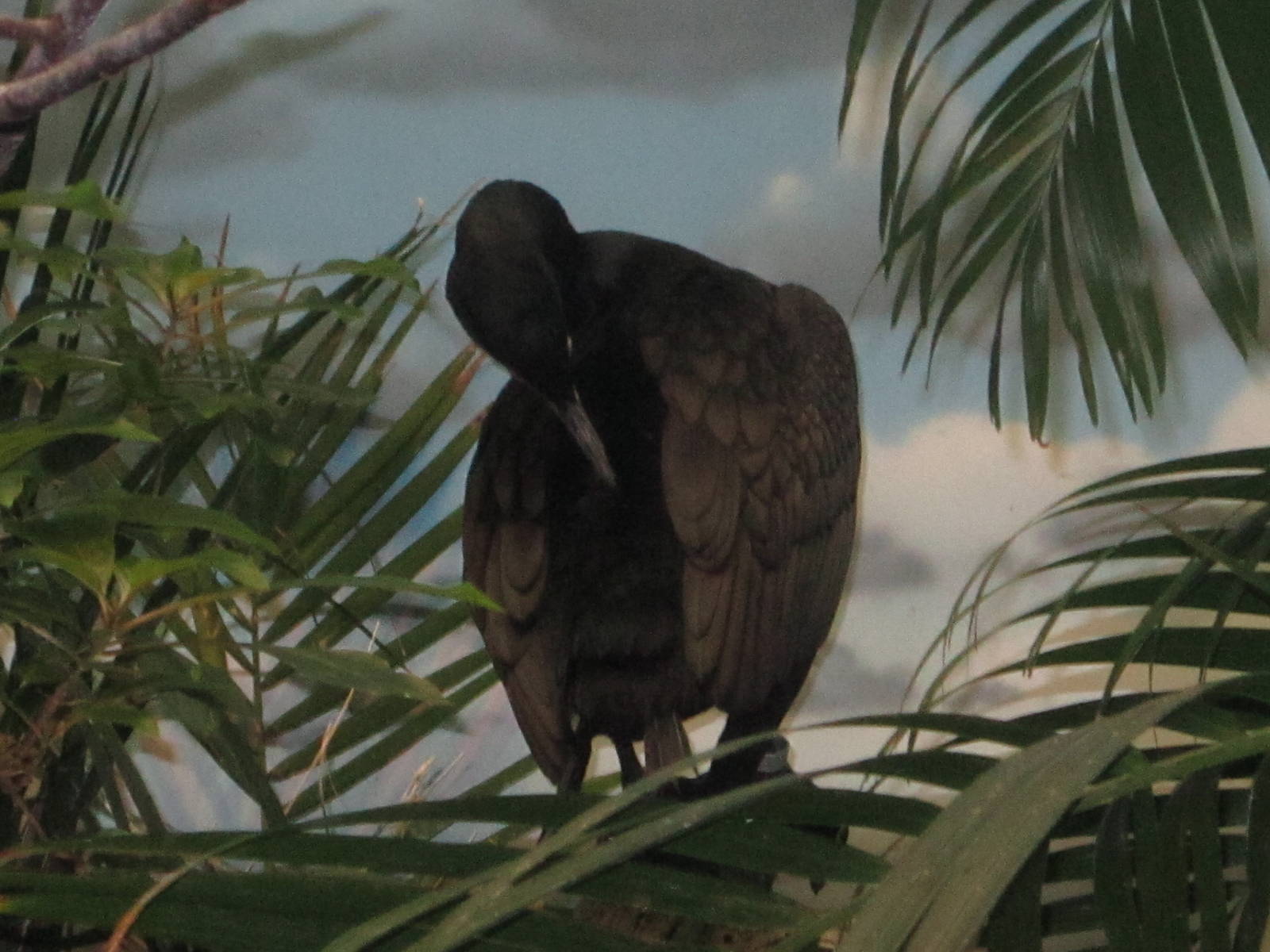 Aug. 2012-Double-crested Cormorant