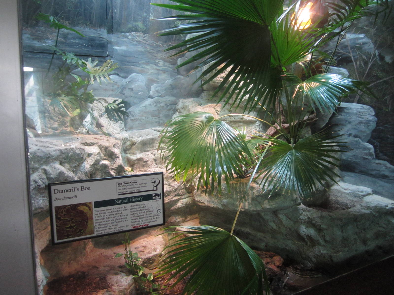 Aug. 2012-Dumeril's Ground Boa exhibit
