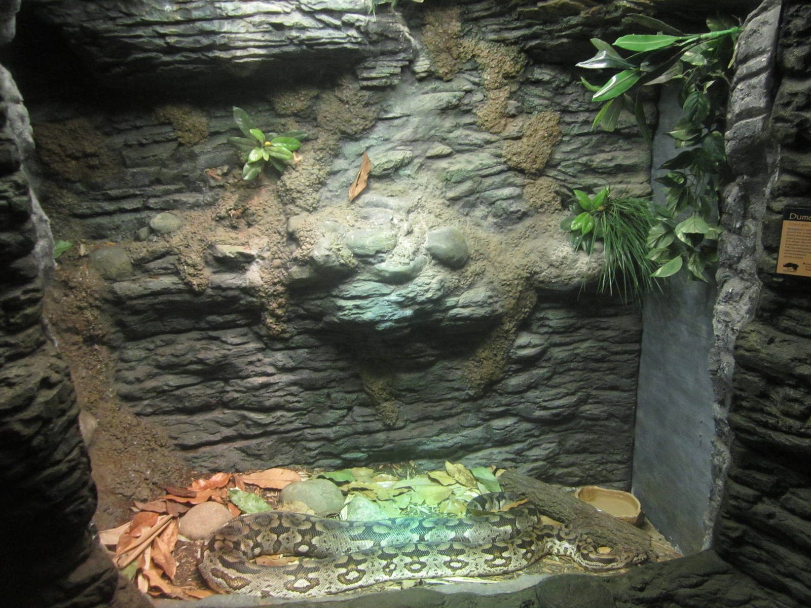 Aug. 2012-Dumeril's Ground Boa exhibit