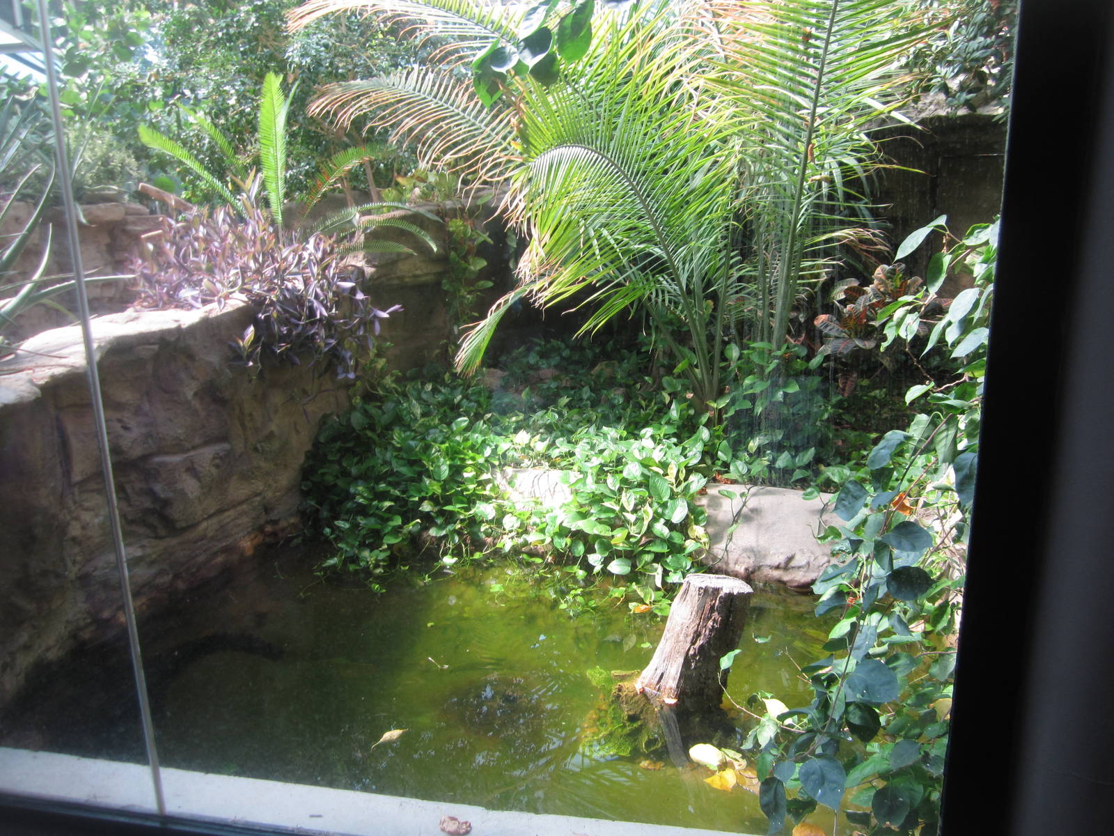 Aug. 2012-Dwarf Caiman exhibit