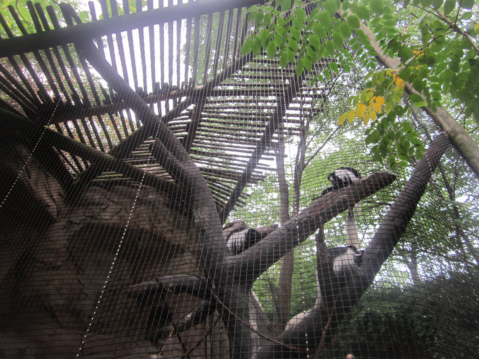 Aug. 2012-Eastern Black-and-White Colobus canopy