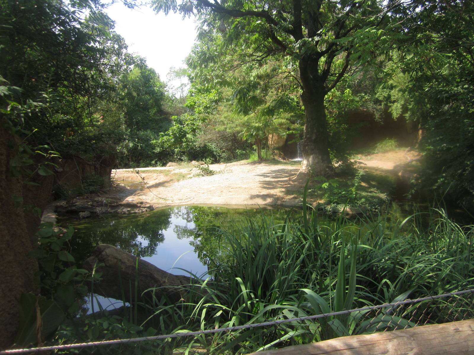 Aug. 2012-Eastern Black Rhinoceros/Sacred Ibis exhibit