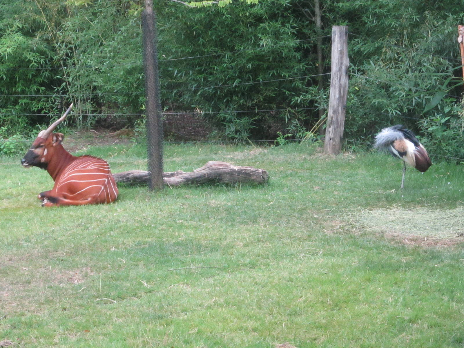 Aug. 2012-Eastern Bongo and East African Crowned Crane