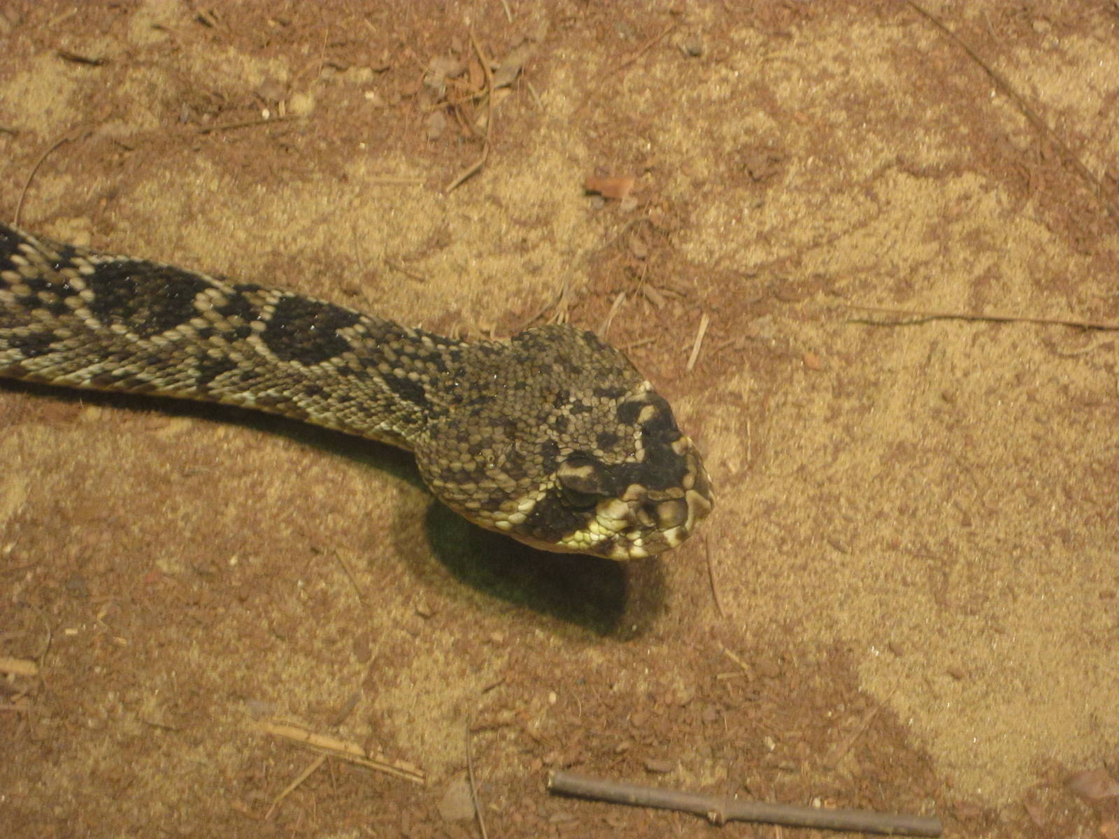 Aug. 2012-Eastern Diamondback Rattlesnake