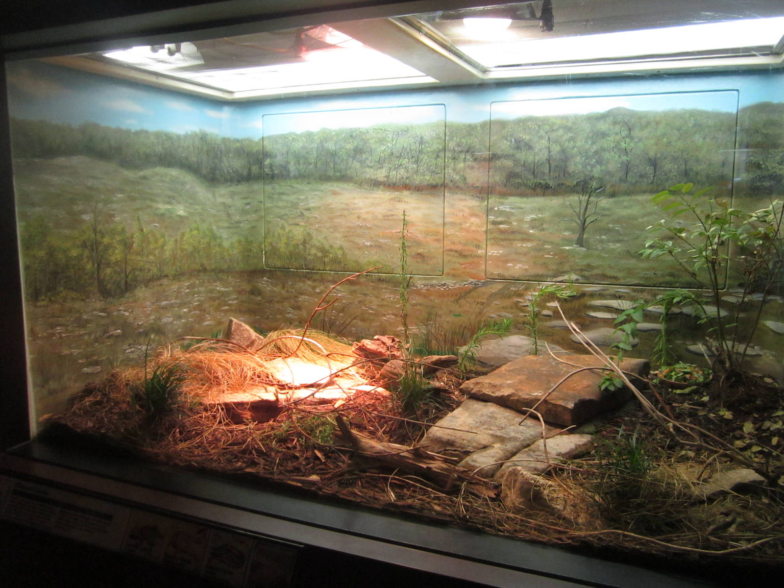 Aug. 2012-Eastern Grass Snake/McCord's Box Turtle/Desert Collared Lizard ex