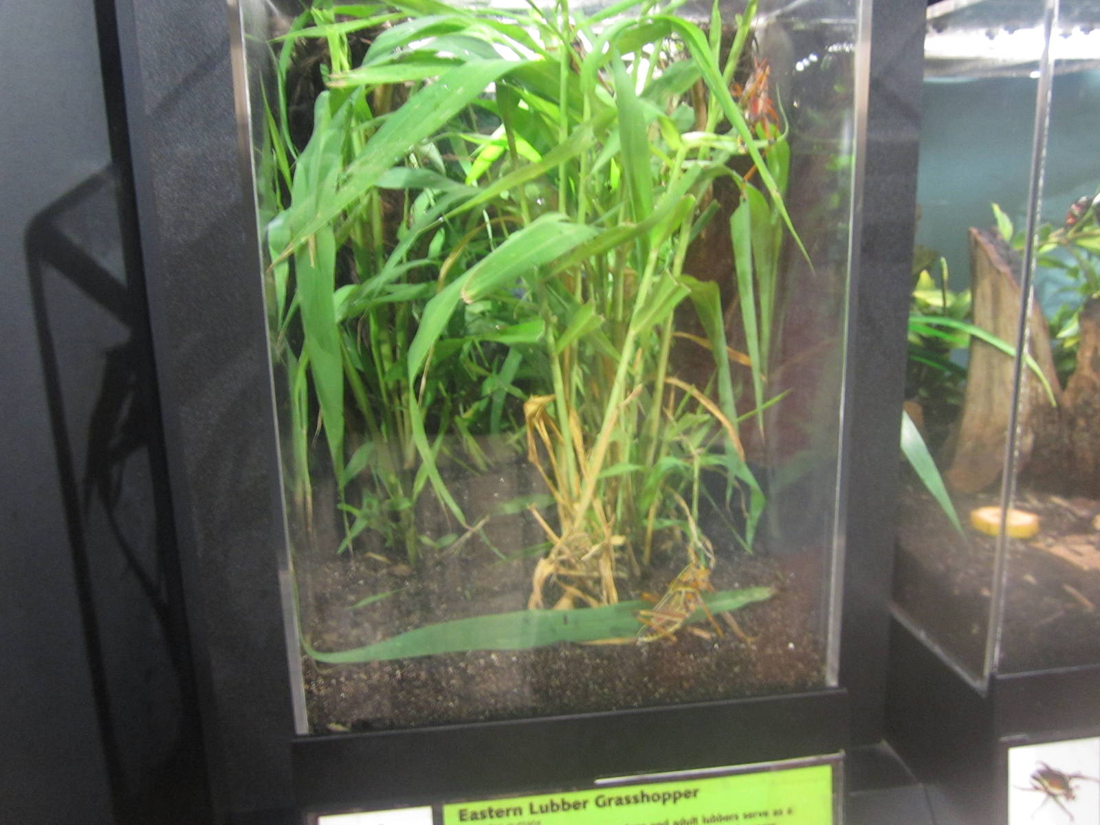 Aug. 2012-Eastern Lubber Grasshopper exhibit