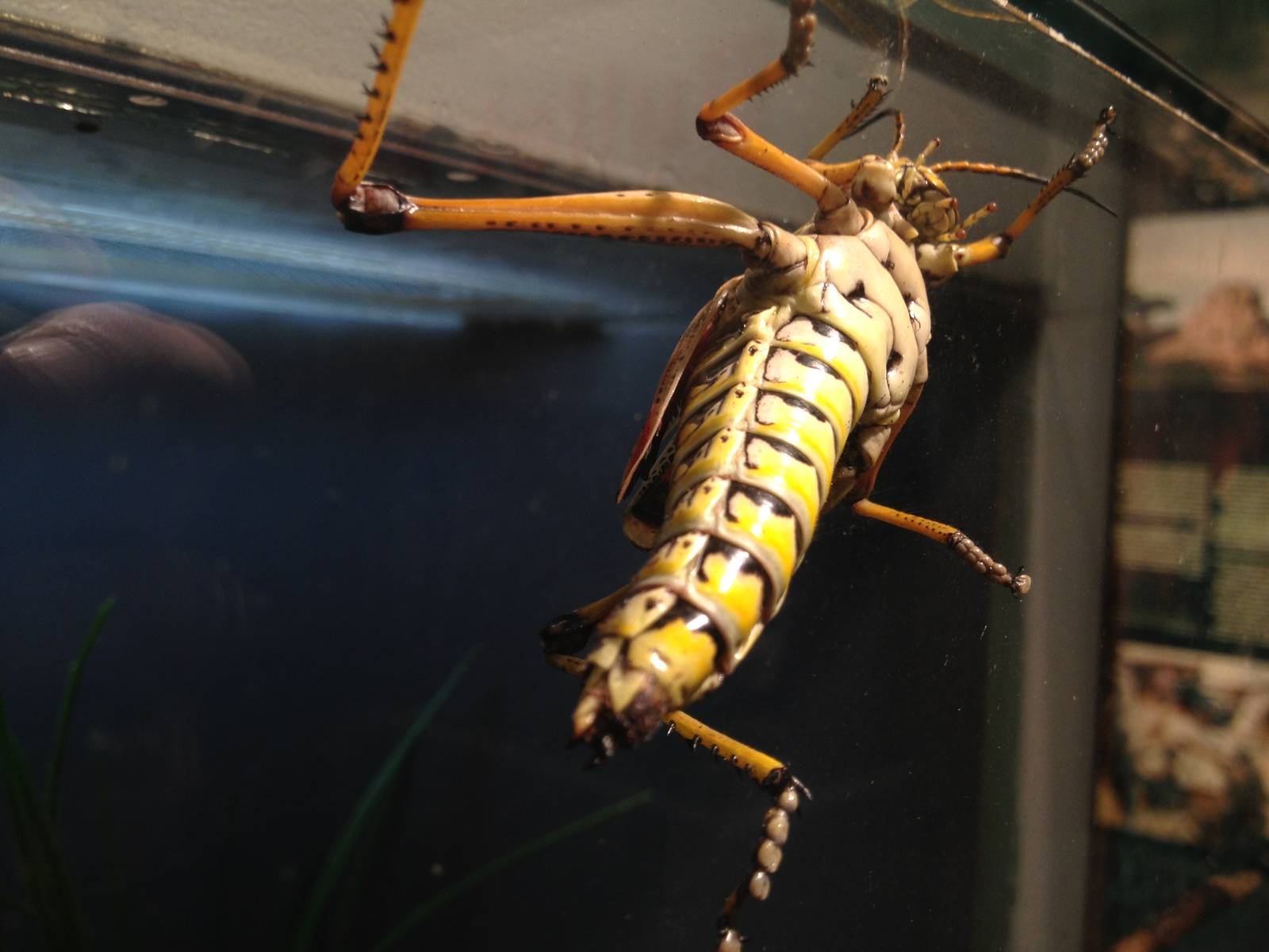 Aug. 2012-Eastern Lubber Grasshopper